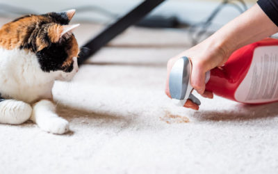 5 Tips for Cleaning When You Have Pets